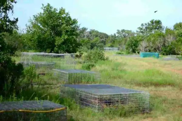 Inside The Body Farm Where Human Dead Bodies Rot In Open Cages To Help Scientists Solve Murders